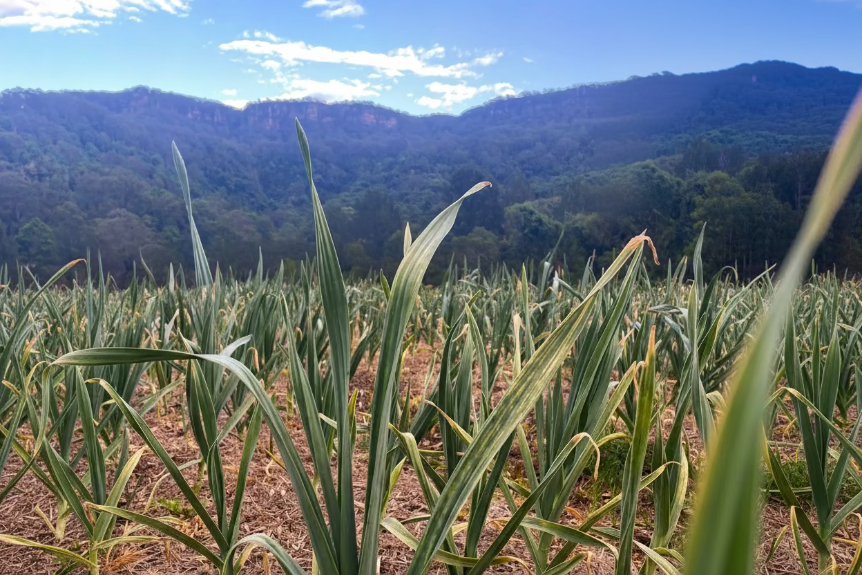 Garlic crop rows leading to forested hinterland hills at Priddles Garlic farm