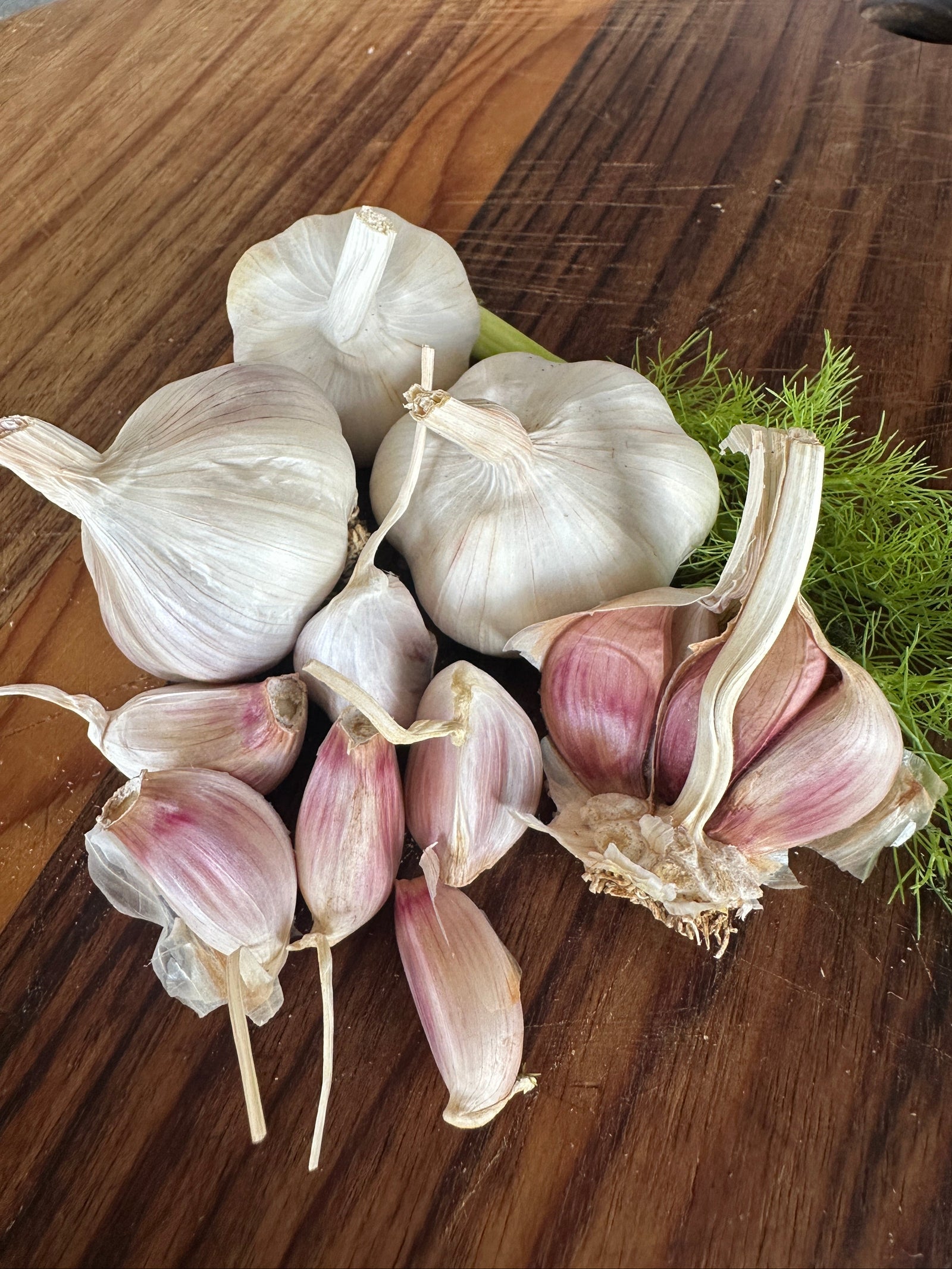 Priddles Rojo de Castro garlic variety