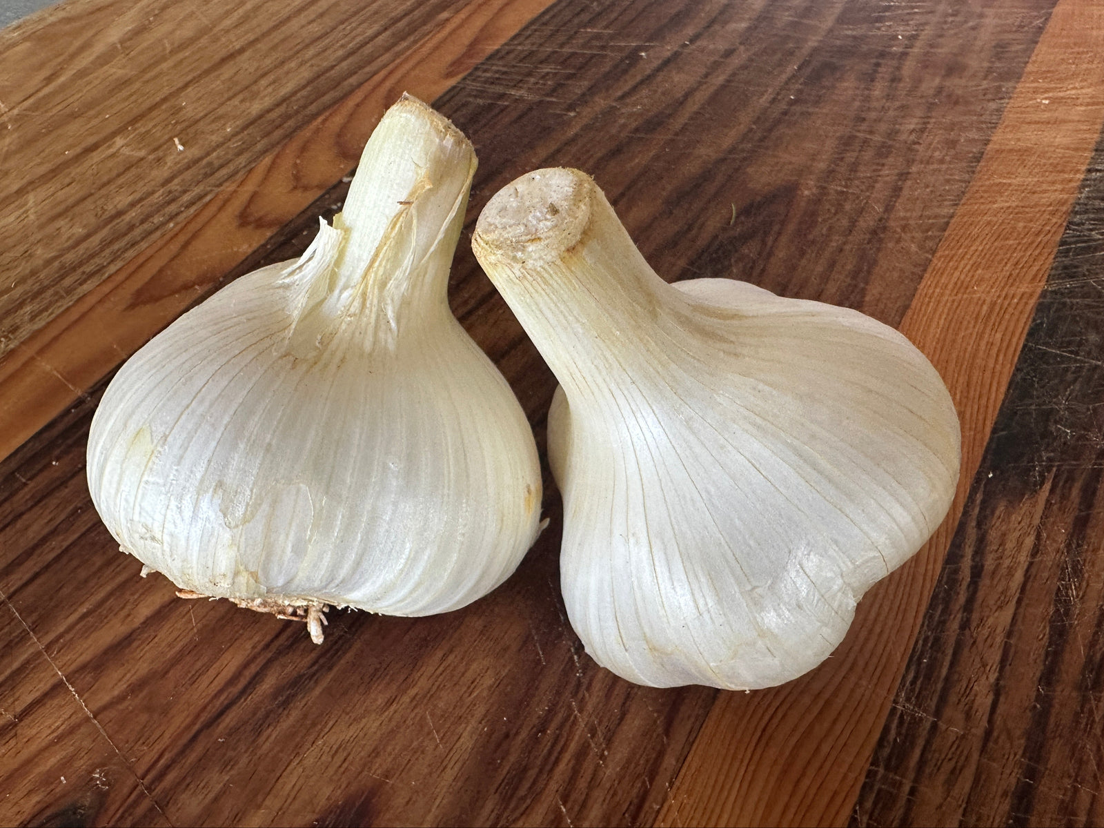Priddles Russian garlic variety