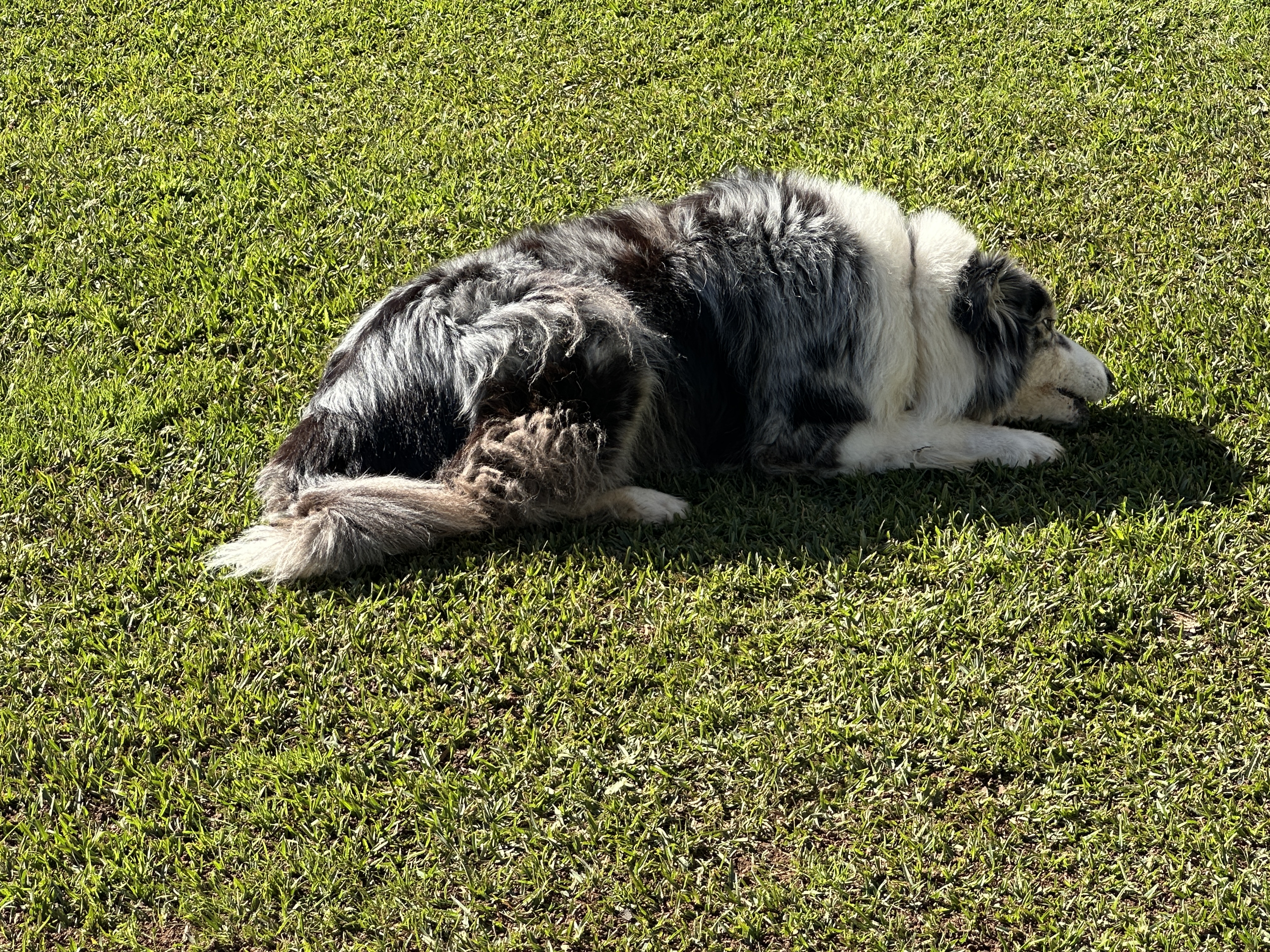 Teddy the farm dog lying in the sun on the lawn